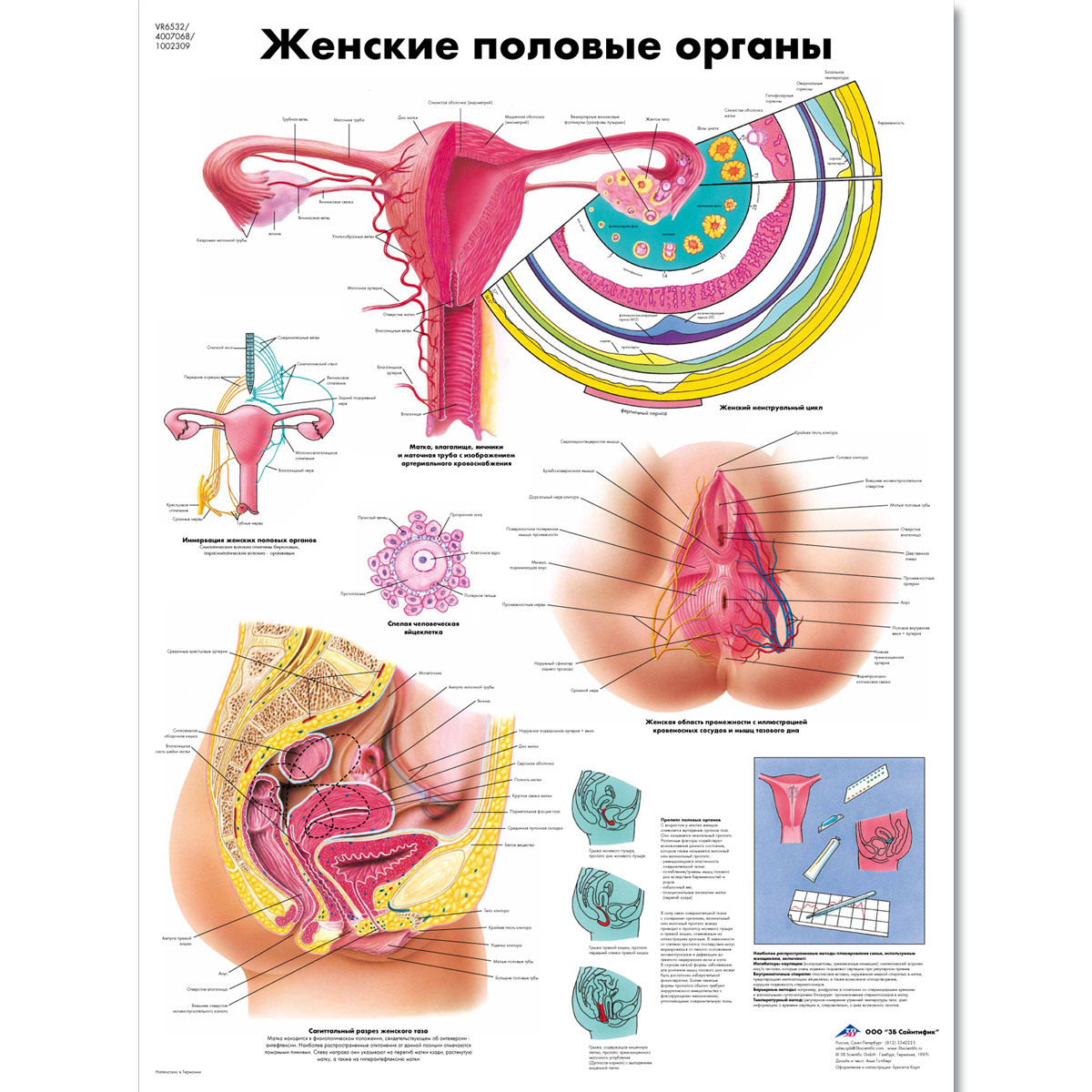 Топографическая анатомия женской репродуктивной системы